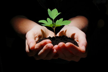 young plant with soil in hands