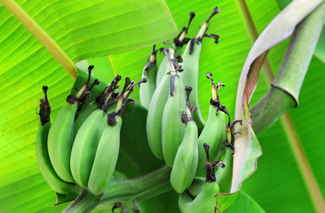 Wall Mural - Banana tree