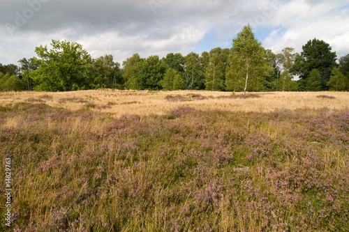 Obraz na płótnie canvas czteroczęściowy "tetraptyk" Obszar heath