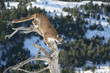 Mountain Lion jumping