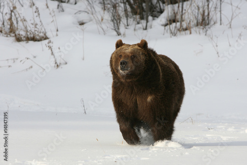 Obraz na płótnie canvas Niedźwiedź grizzly działa w śniegu
