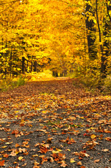Wall Mural - autumn path
