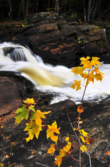 Wall Mural - Forest river in the fall