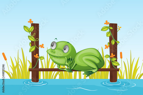 Foto-Plissee - frog (von GraphicsRF)