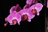 Fototapeta Storczyk - Pink Orchid