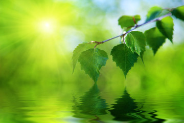 Canvas Print - leaves of birch and water