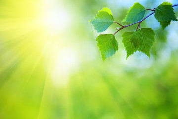 Wall Mural - spring leaves