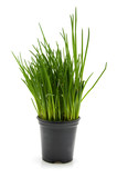 Fototapeta Tulipany - pot with chives isolated on white background