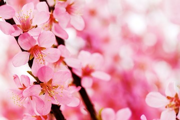 Fotomurales - Abstract pink plum blossom