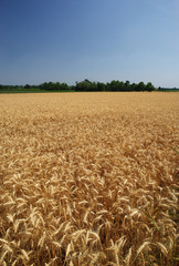 Poster - campo di grano