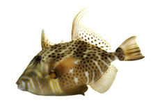 Golden Heart Triggerfish