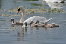 Swan Swimming With Signets