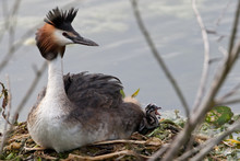 Great Crested Grebe With A Chick On The Nest