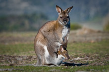 Kangaroo And Joey