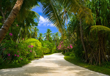 Pathway In Tropical Park