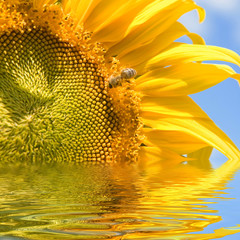 Wall Mural - sunflower and bee on the blue sky background