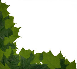 Poster - maple leaves corner