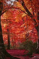 Poster - autumn woods