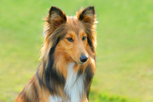 Lassie Dog 2