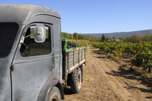 Old French Truck With Grapes