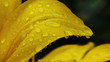 Lilienblatt im Regen, Nahaufnahme