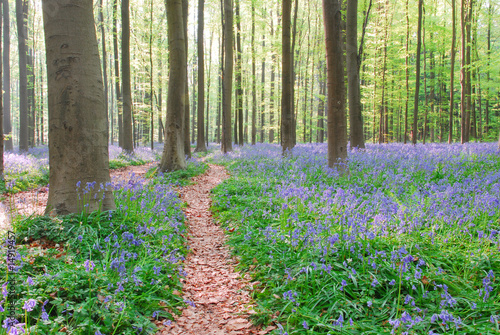 Tapeta ścienna Hiacynty bluebell w Hallerbos w Belgii