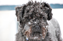 Black Dog In Snow Storm