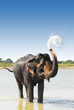 bathing elephant in river in nepal