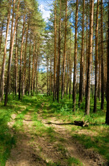 Fototapeta winding path through green forest