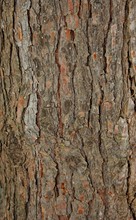 Pinetree Bark Texture