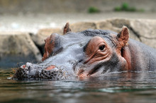Head Of Hippopotamus