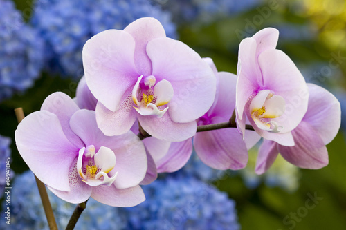 Naklejki kwiaty  rozowe-kwiaty-orchidei