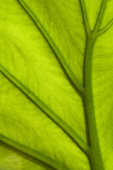 Plant leaf with veins