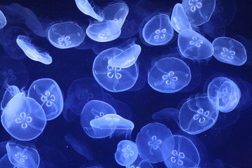 jellyfish swarm