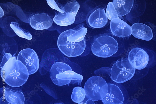 Foto-Doppelrollo - jellyfish swarm (von Alison Holcroft)