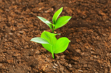 New life concept - green seedling growing out of soil