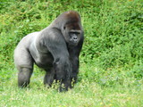 Fototapeta Londyn - Male silver-back gorilla