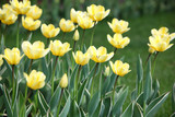 Fototapeta Tulipany - Bed with yellow tulips
