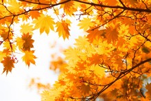 Autumn, Yellow Leaves