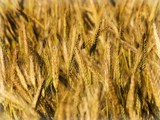 wheat closeup