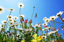 Daisy Flower In Summer With Blue Sky