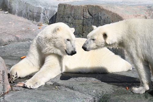 Plakat na papierze fotorealistycznym Niedźwiedź polarny