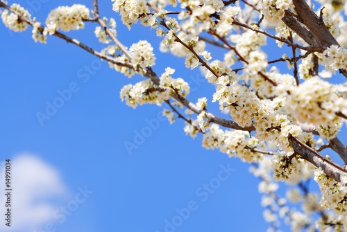 Pink flower against Blue sky