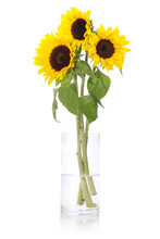 3 Sunflowers In Vase