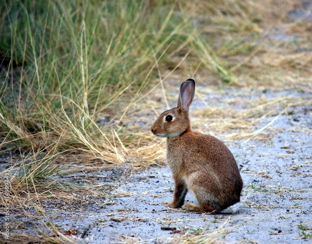 Sendero Rabbit Wild rabbit siting on sand track Stock Photo | Adobe Stock