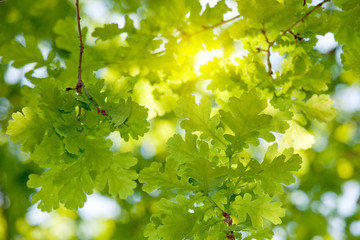 oak tree leaves sunlight