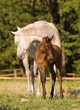arabian mare and foal