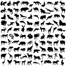 Hundred Silhouettes Of Wild Animals, Birds And Reptiles
