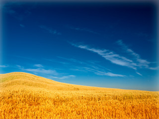 Wall Mural - wheat field