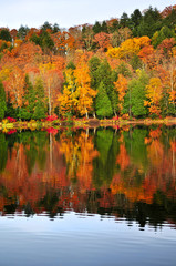 Wall Mural - Fall forest reflections